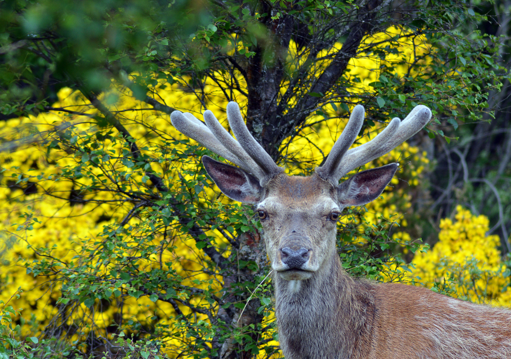 Velvet Deer Antler for Degenerative Diseases