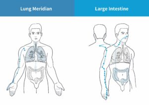 How To Understand Lung Large Intestine Wei Qi and Immune Function.