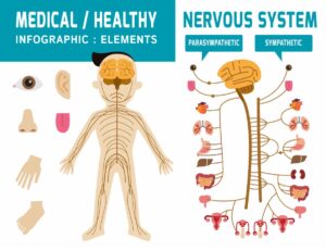 Medical Health & Nervous System | What are Manual Therapies for Whole Body Holistic Healing? A blog article By Dr. Kathy Veon