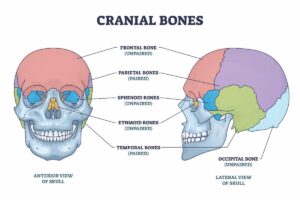 Cranial Bones - What are Manual Therapies for Whole Body Holistic Healing? A blog article By Dr. Kathy Veon
