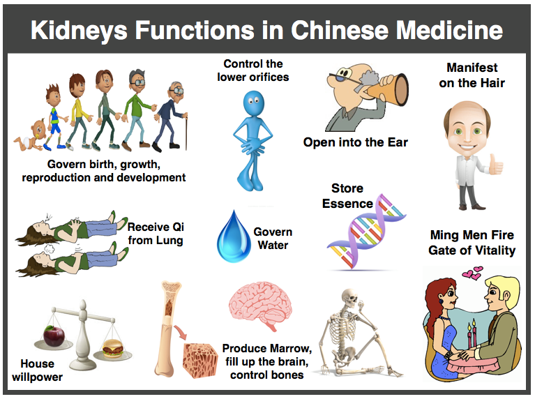 Kidney Herbs for Winter | Kidney Health | Dr Kathy Veon - Kidneys Functions in Chinese Medicine