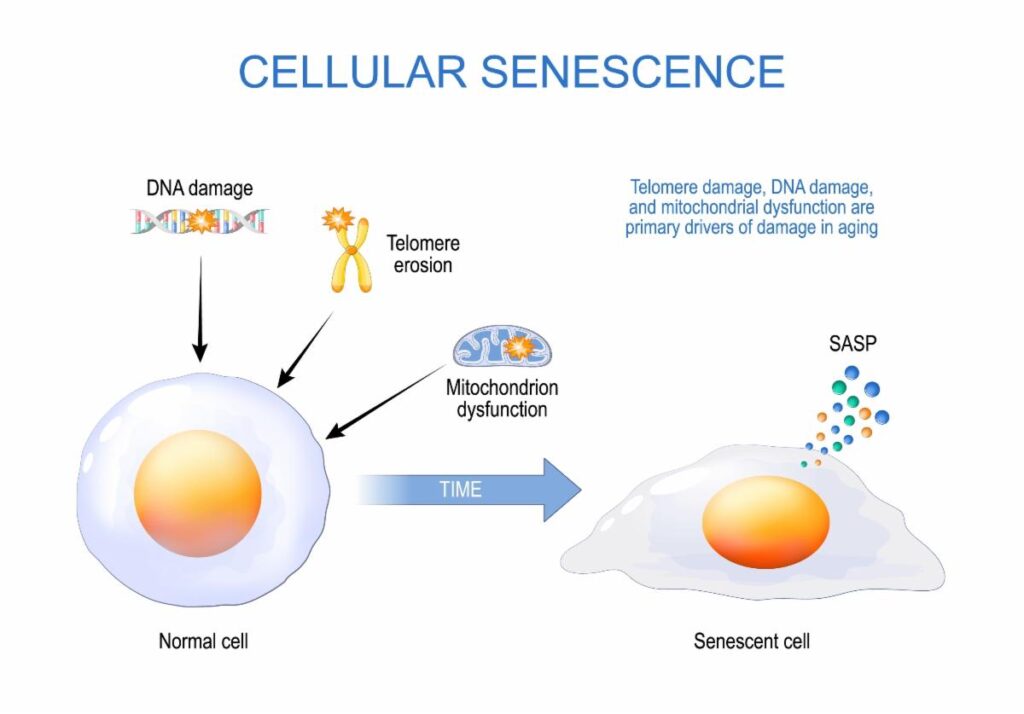 What is Peptide Therapy and Regenerative Medicine? | Dr Kathy Veon