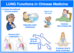 How To Understand Lung Large Intestine Wei Qi and Immune Function.